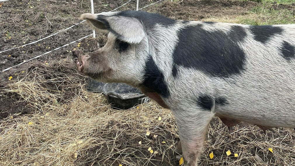 Suggan Siv är en av två Linderödsgrisar på Stora Skuggans 4H-gård som besökarna uppmanas att inte mata på grund av utbrottet av afrikansk svinpest i Västmanland.