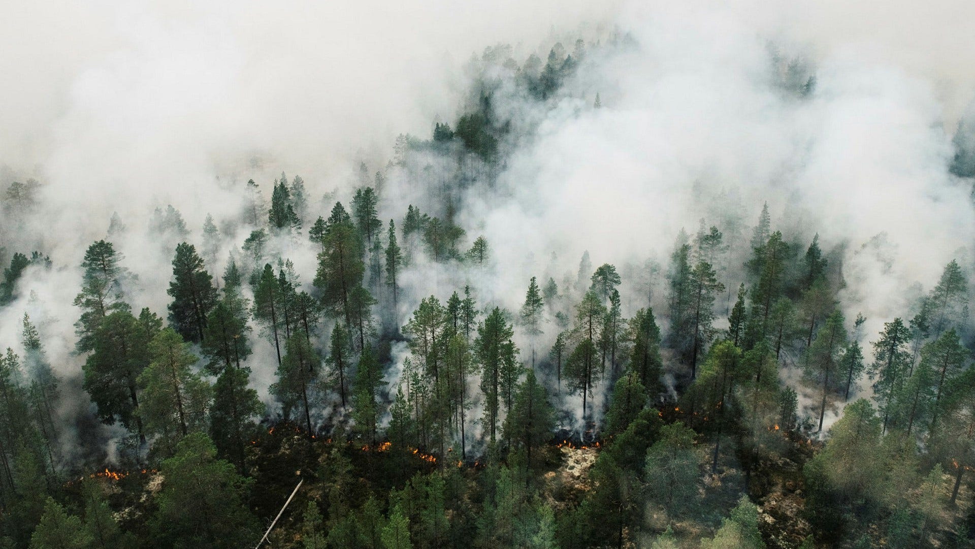 Av de 180 kommuner som svarat på enkäten anger 80 procent att de inte har undersökt risken för gräs- och skogsbränder över huvud taget.