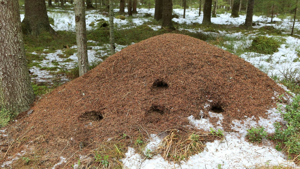 ... men dyker ibland även in i myrstackar.