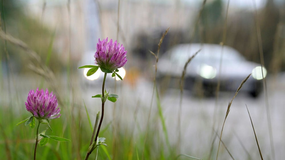 Blomstrande längs våra vägar