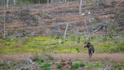 Älg på kalhygge i södra Västerbotten. Statliga pengar bör satsas på att utveckla ett ekologiskt håll­bart skogsbruk, anser insändar­skribenten.