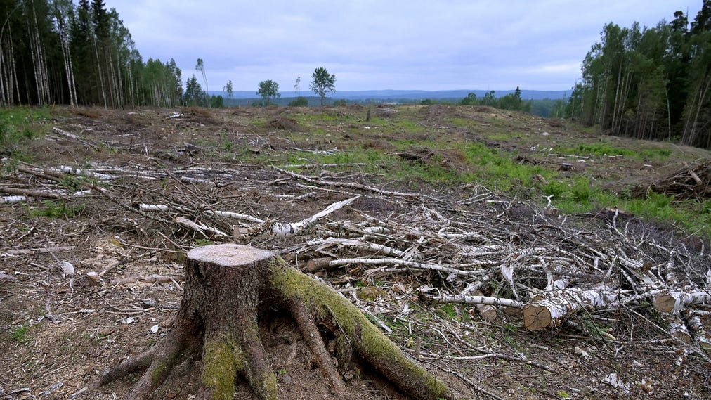 Minskningen av skogens nettoinlagring av kol sammanfaller i Sverige, Finland och Estland med ökad avverkning.