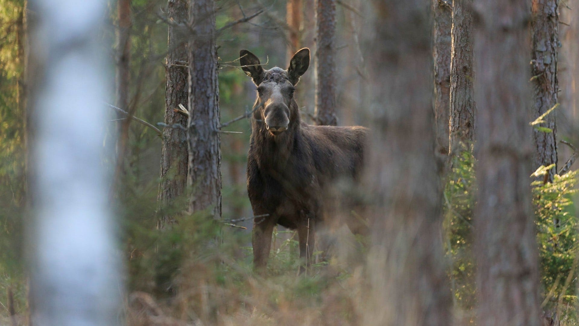 Älg i Närke. Det är inte skogens konung, utan skogsbolagen, som är problemet i den svenska skogen, anser insändarskribenten.