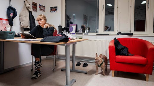 French bulldog Ubbe accompanies Alva Stark to her office in the Gothia field.