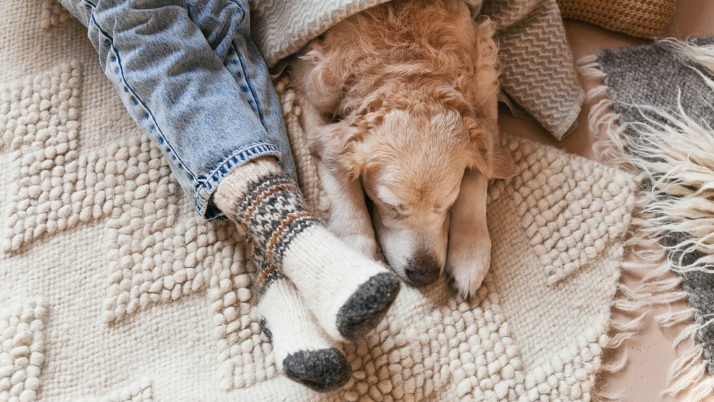 Så vet du om din hund är överviktig - tecken att hålla utkik efter