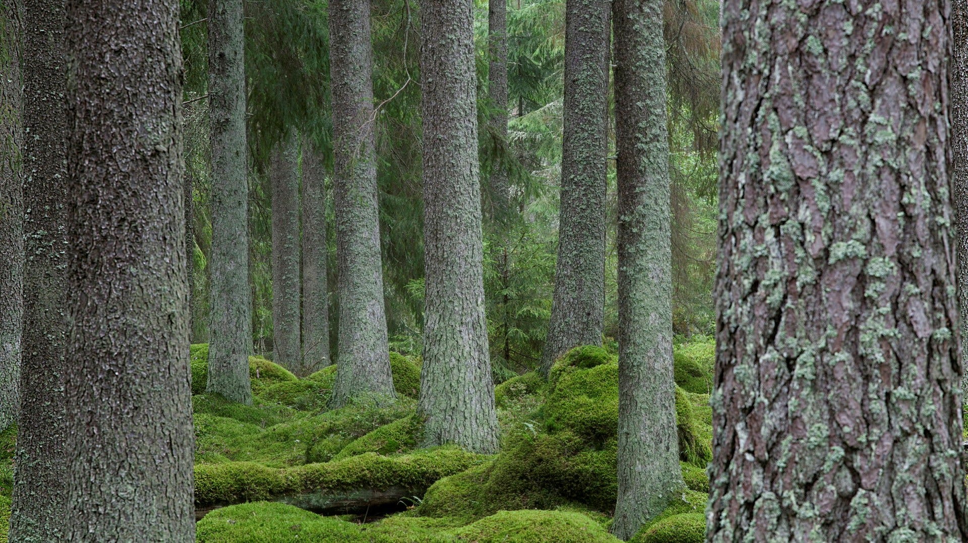 Gammelskog i Värmland. Skogsindustrins logik för kalhyggen gäller bara energiskog, menar insändarskribenten.