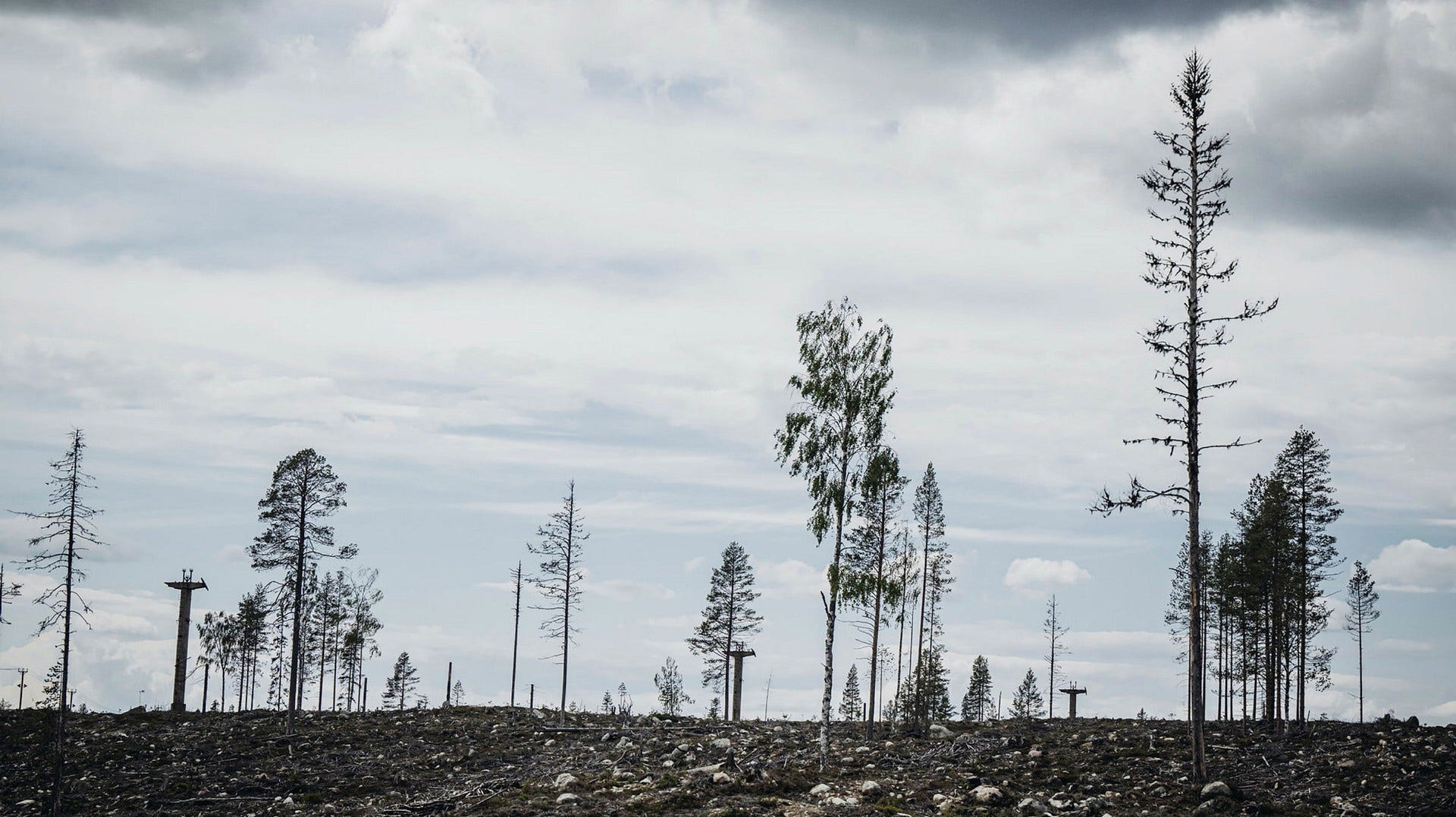 Kalhygge i Malå i norra Västerbottens inland. Skogsägarna