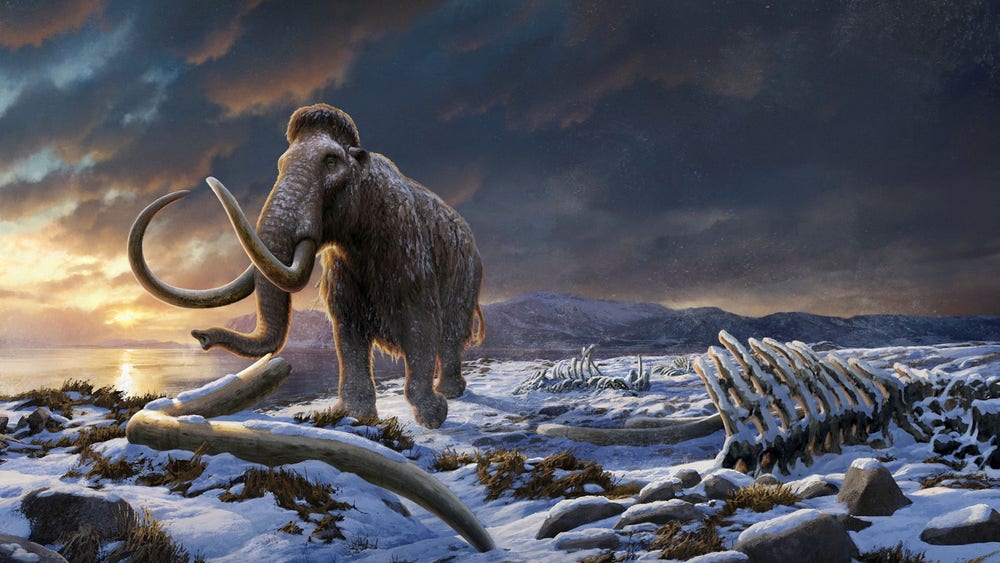 Svenska forskare har kartlagt mammutarnas sista tid på jorden