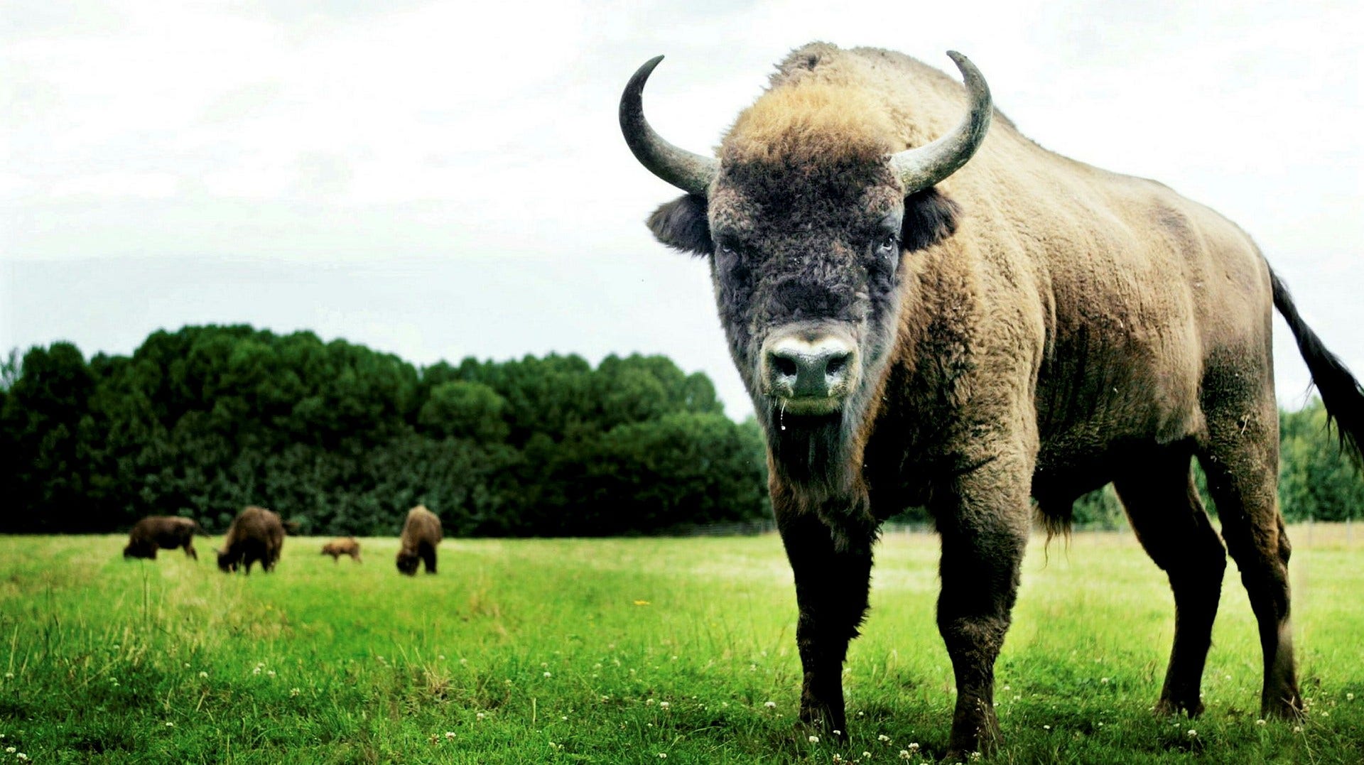 Karen Boggess: Un grave errore di calcolo ha esagerato i benefici del bisonte