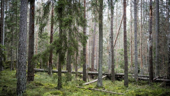 Vi måste skydda samtliga skogar med höga naturvärden, anser insändarskribenten.