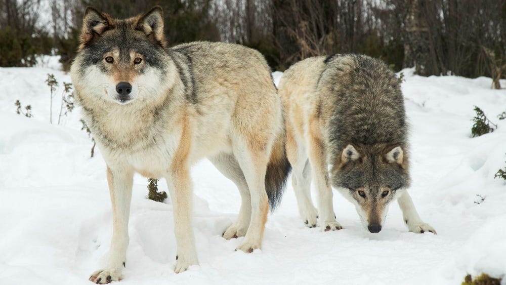 Naturvårdsverket: Minskad vargstam kan försvåra skyddsjakt – och kostar miljonbelopp