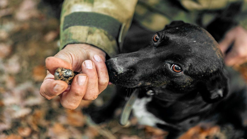 Christian Mérin har hjälp av hunden Priska i jakten på tryffel.