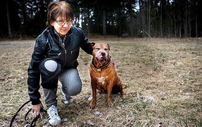 ”Det gäller att uppfostra sin hund rätt”, säger Liselotte Hellberg, tidigare amstaff-uppfödare, med sin 11-åriga amstaff Zelda.