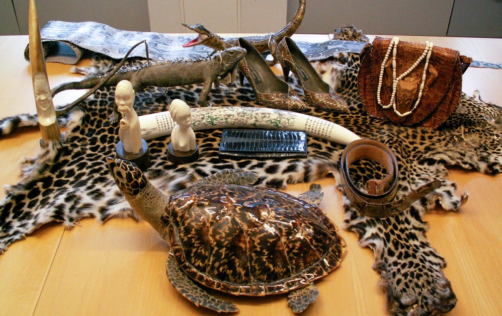 Över en tredjedel av svenskarna har tagit med souvenirer från djurdelar hem från en semesterresa, som exempelvis hajtänder, uppstoppade papegojor, väskor av krokodilskinn och kammar av havssköldpaddsskal.