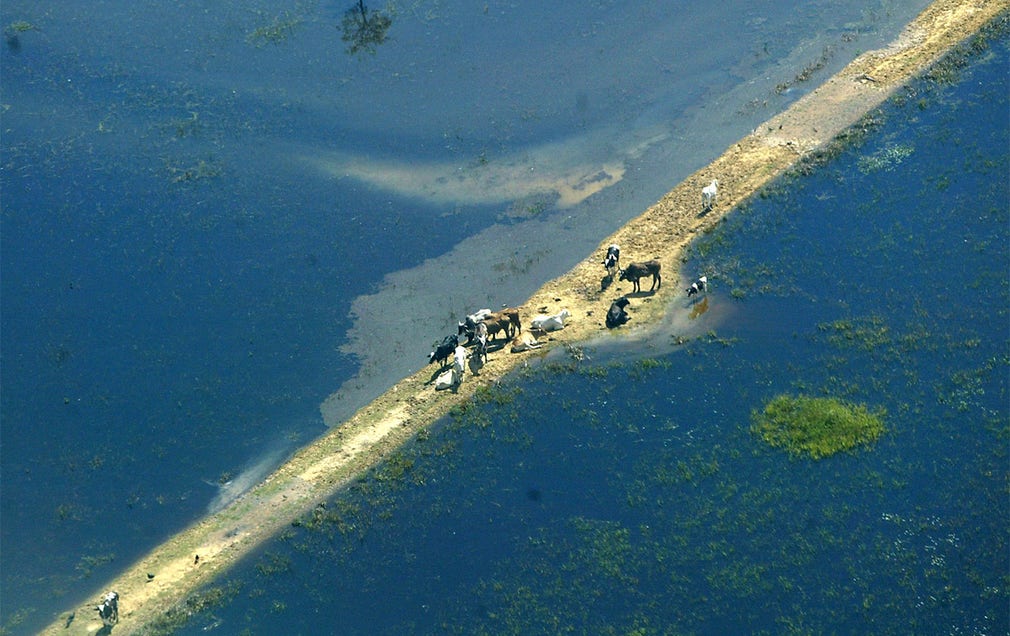 Boskap söker sig till det enda torra landet i närheten under översvämningar i Bolivia 2007.