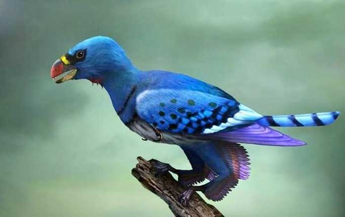 En konstnär har rekonstruerat hur en av de första fåglarna, Sapeornis, kan ha sett ut. Baserat på sina senaste rön skulle forskaren Xing Xu dock vilja ha ännu kraftigare vingar på bakbenen.