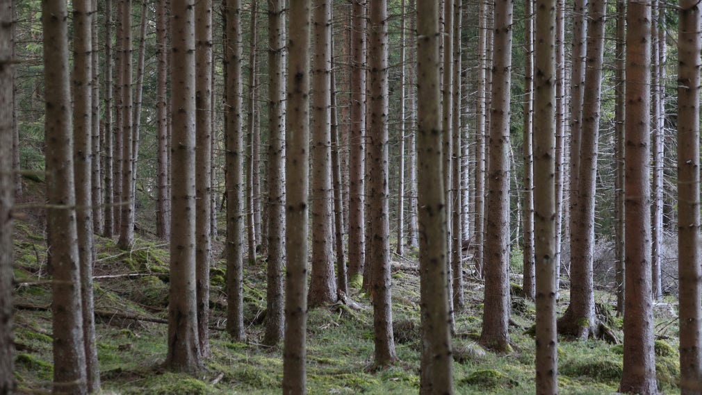 Regeringen motarbetar EU-kommissionens förslag. Den vill att Sveriges skogsavverkningar ska kunna ökas även om detta förstärker klimatpåverkan, skriver Magnus Nilsson.