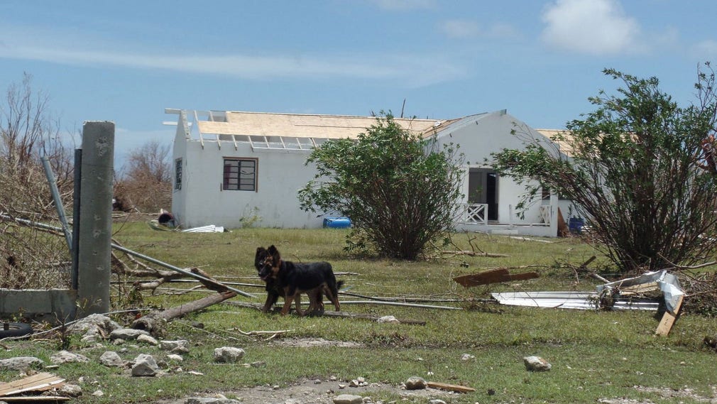 Två ensamma hundar i förödelsen på Barbuda.