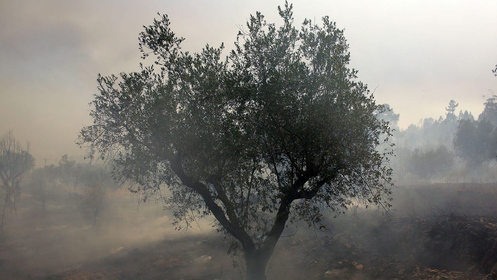 Rök driver över ett fält i Portugal under sommarens bränder.