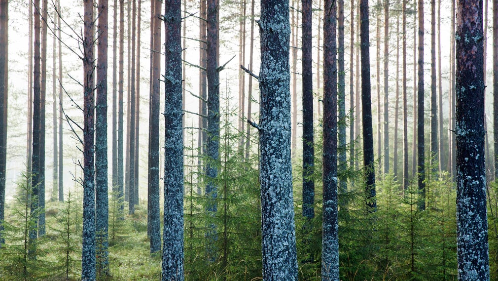 Att plantera träd som tar upp koldioxid är en av teknikerna som granskats.