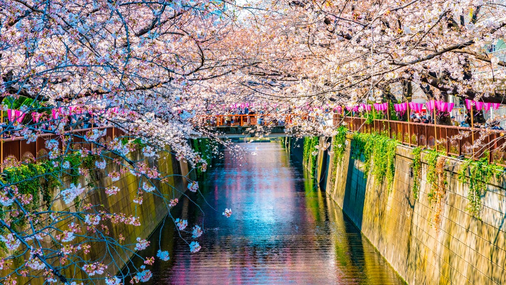 Blommande körsbärsträd kantar Meguro-kanalen i Tokyo.