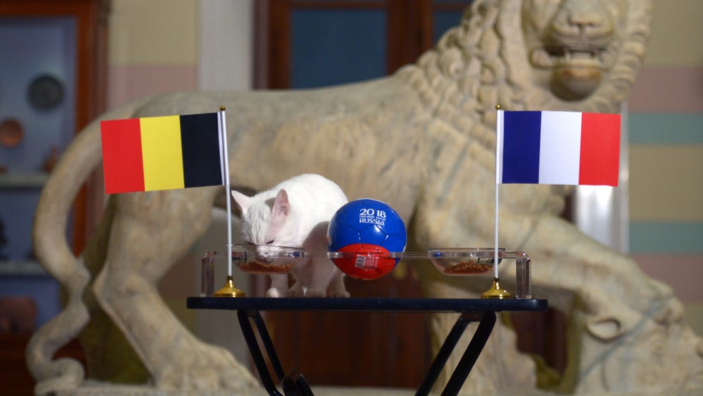 Katten Achilles i S:t Petersburg är officiell matchtippare. Ska man tro katten når Belgien sin första VM-final.