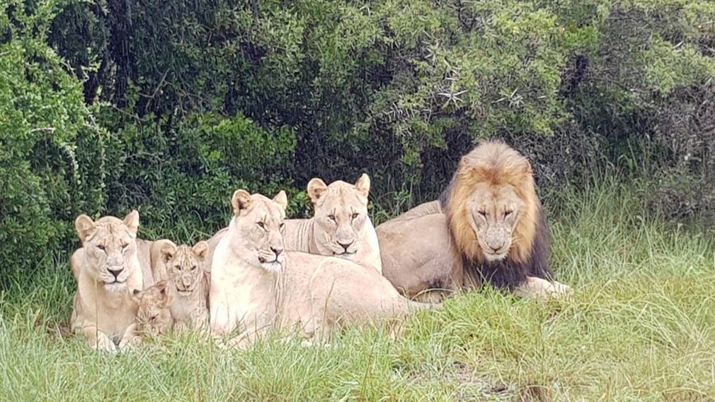 Lejon i flocken som finns i Sibuyareservatet.