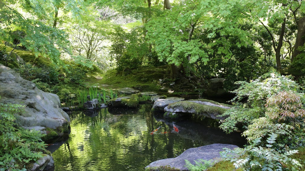 Ruriko-in är ett mycket avskilt tempel som fortfarande ligger ute i skogen utanför Kyoto i Japan. Här finns levande karpar i dammen. Grodorna kommer hit naturligt varje år, men även mycket fåglar och andra djur.