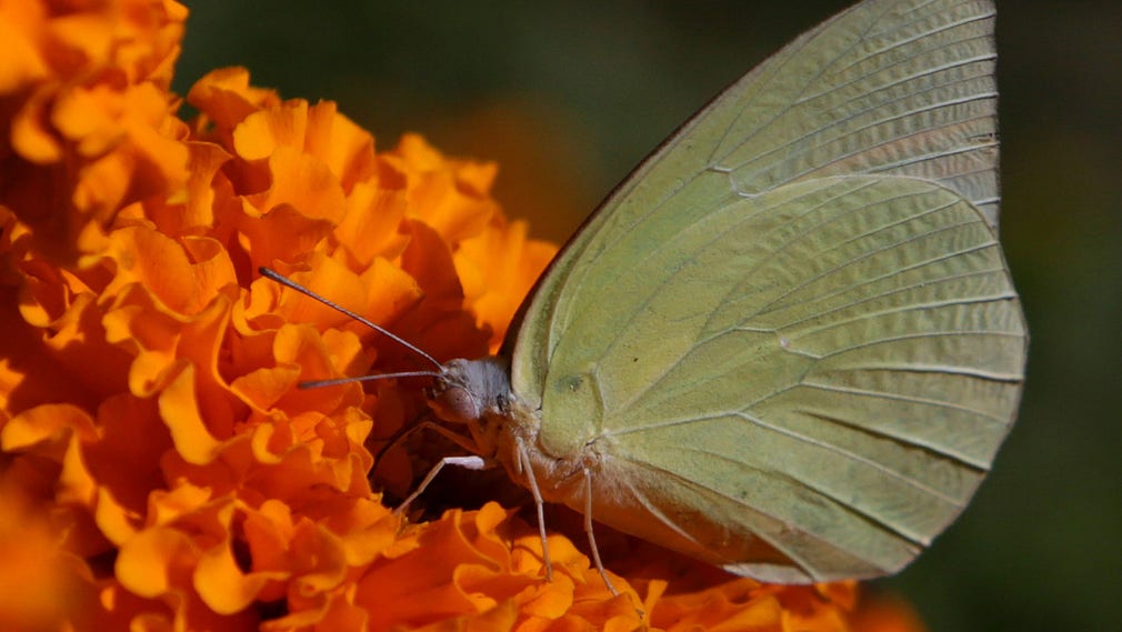 Många arter av fjärilar på jorden befinner sig i fara. Bilden är tagen i en park i Lahore, Pakistan