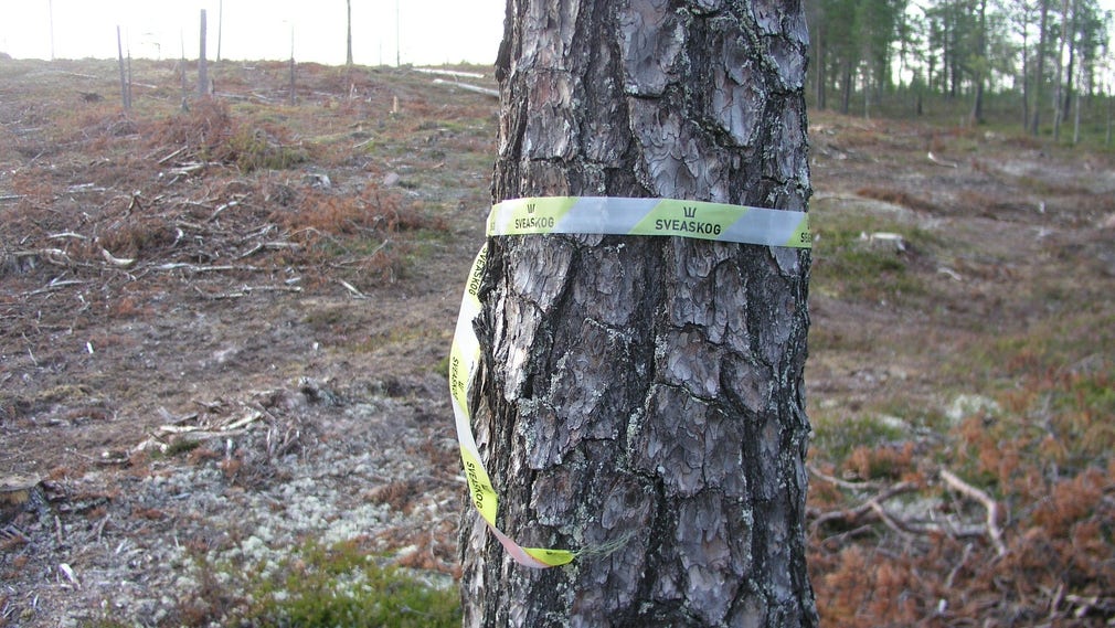 I dag avverkar Sveaskog inte sällan skogar med viktiga livsmiljöer för hotade arter. Bolagets ekonomiska intressen går också ofta före såväl landsbygds­utveckling som renskötselns behov och det rörliga friluftslivet, skriver artikel­författarna.