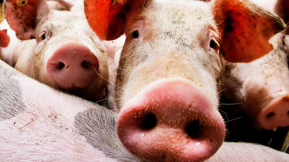 Influencers trängs framför tråget med EU-bidrag för att marknadsföra griskött till svenska ungdomar.
