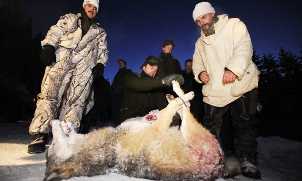 En av de vargar som fälldes under förra vinterns vargjakt i Sverige. Denna hona sköts i närheten av Kristinehamn.