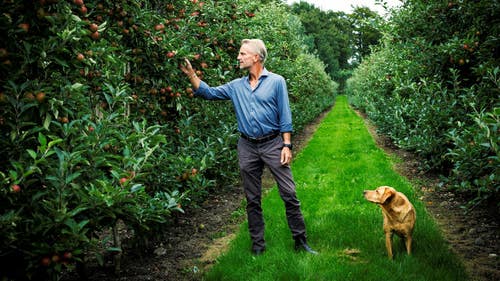 Jan Ehrensvärd och hunden Cider inspekterar äppelodlingen. Odlingen utgör 3 procent av jordbruksarealen, men står för en fjärdedel av omsättningen.