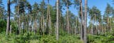 Medlemmarna i de tre skogsägarföreningarna fick se vinstdelningen halveras i år.