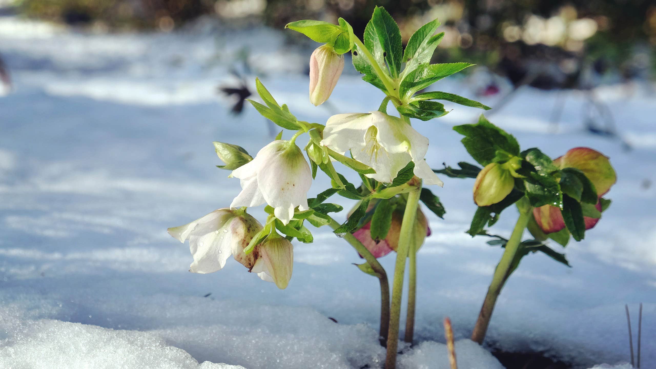 Plantera julros i rabatt skötsel utomhus och tips på sorter Leva & bo