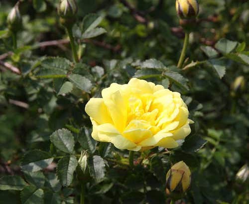 'William's Double Yellow' är en av alla sköna gula rosor ur Foetida-gruppen.