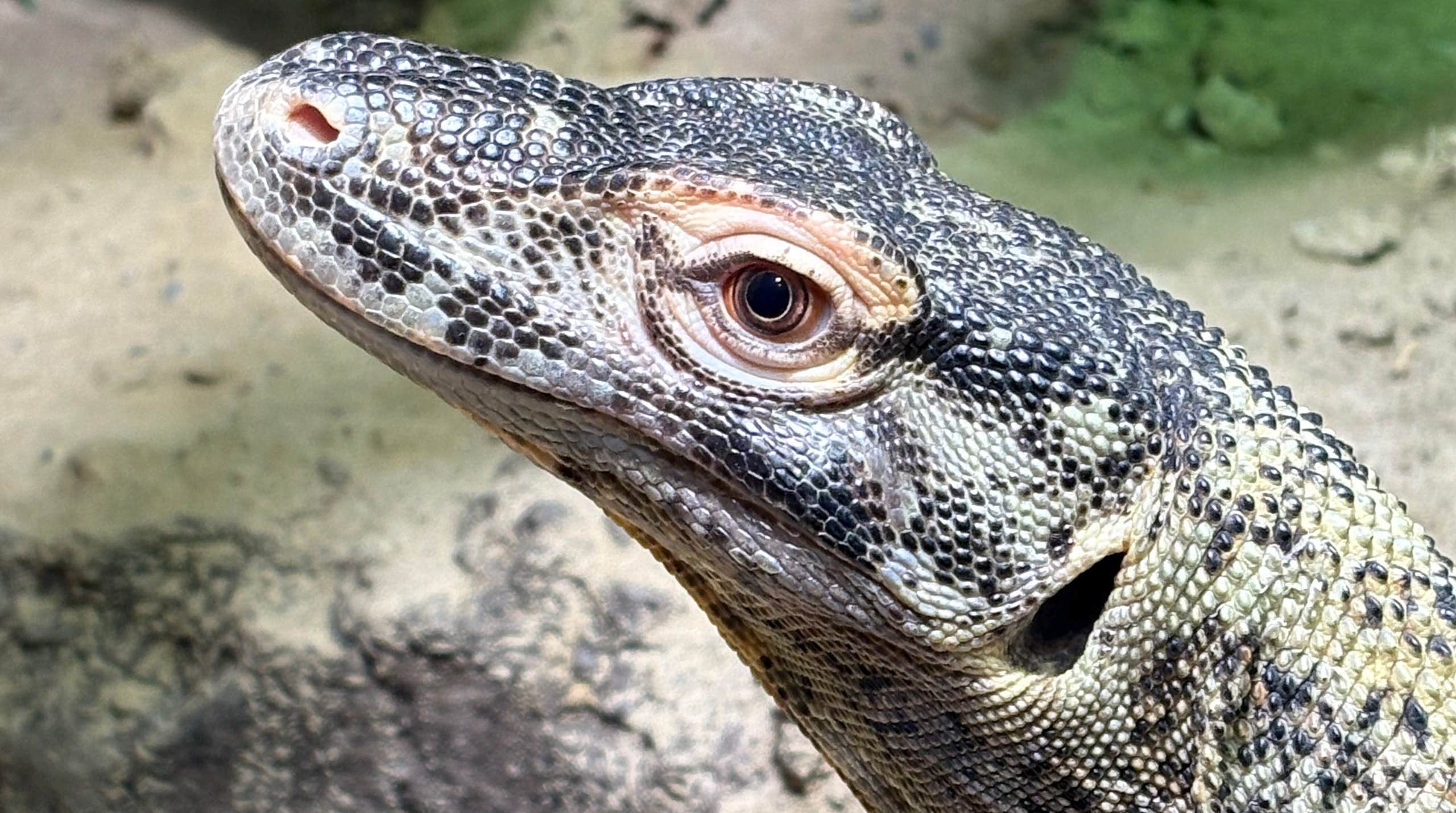 Tillökning på Skansen – två komodovaraner