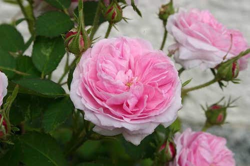 ’Petite de Hollande’ är en gammeldags ros med stora bollformade blommor.