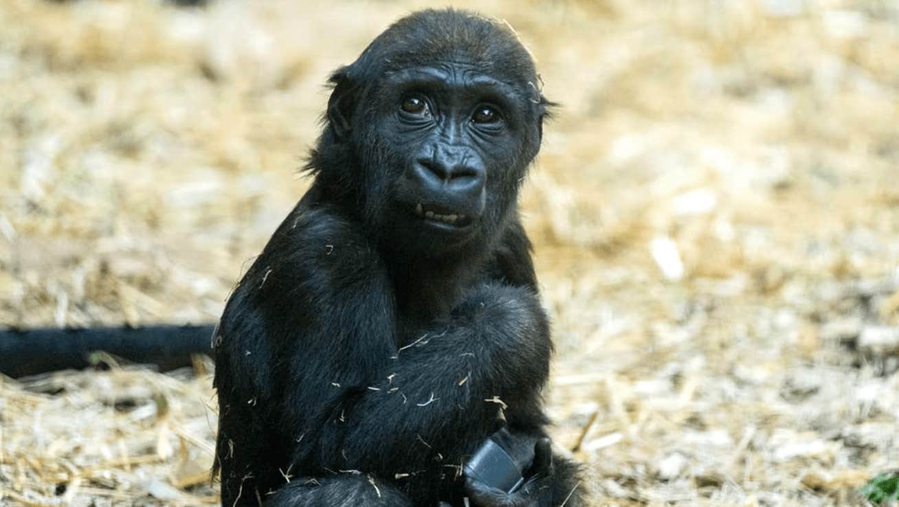 Gorillan Eyare dödad av djurskötarens tabbe