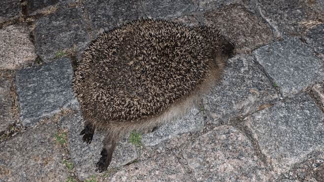 Man åtalas för att ha sparkat ihjäl igelkott