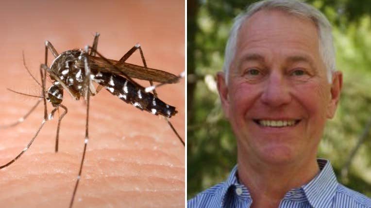 Scary mosquitoes could soon settle in Sweden  Sweden