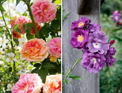 Väljer du 'Alchymist' (vänster) eller ’Rhapsody in Blue’ (höger) får du rosor som blommar hela sommaren.