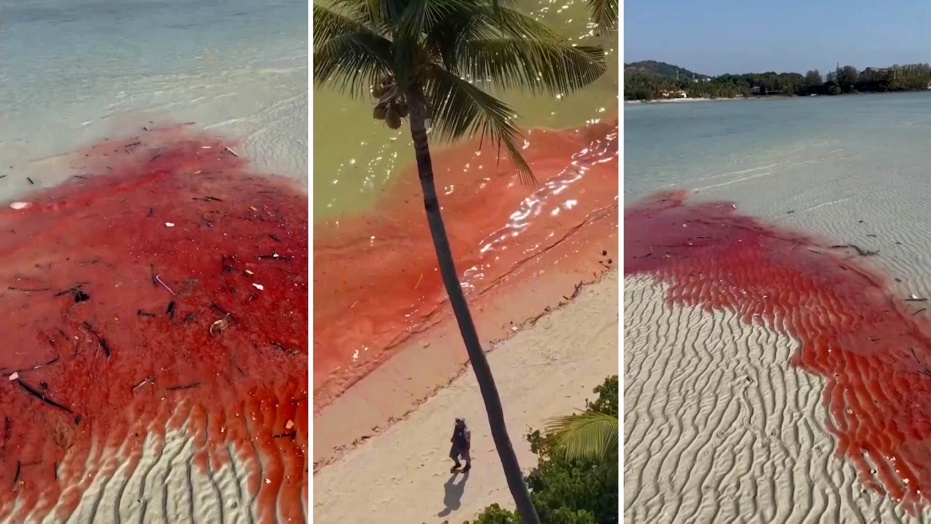 Stranden i Phuket färgas  plötsligt blodröd av havet