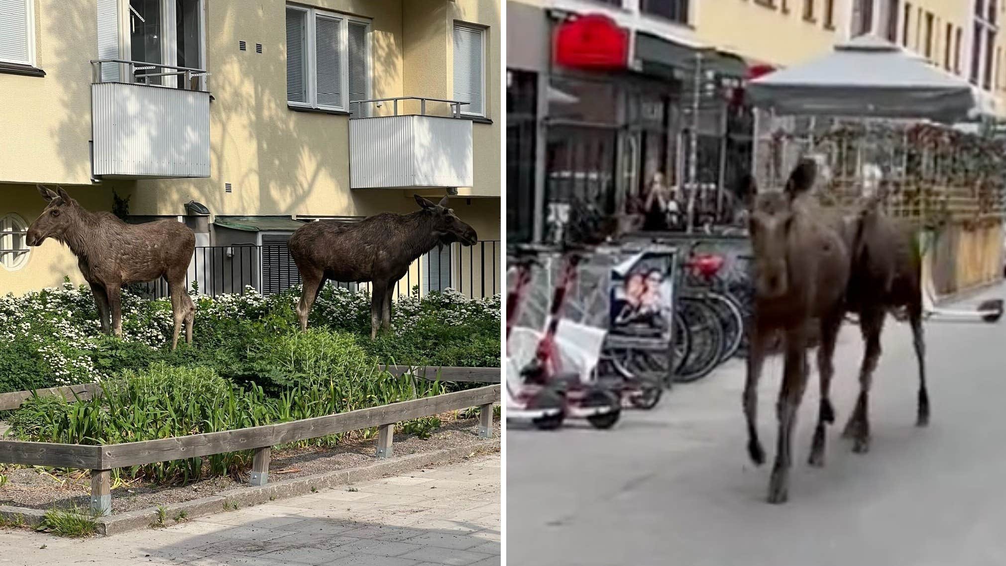 Two moose in central Stockholm  Sweden