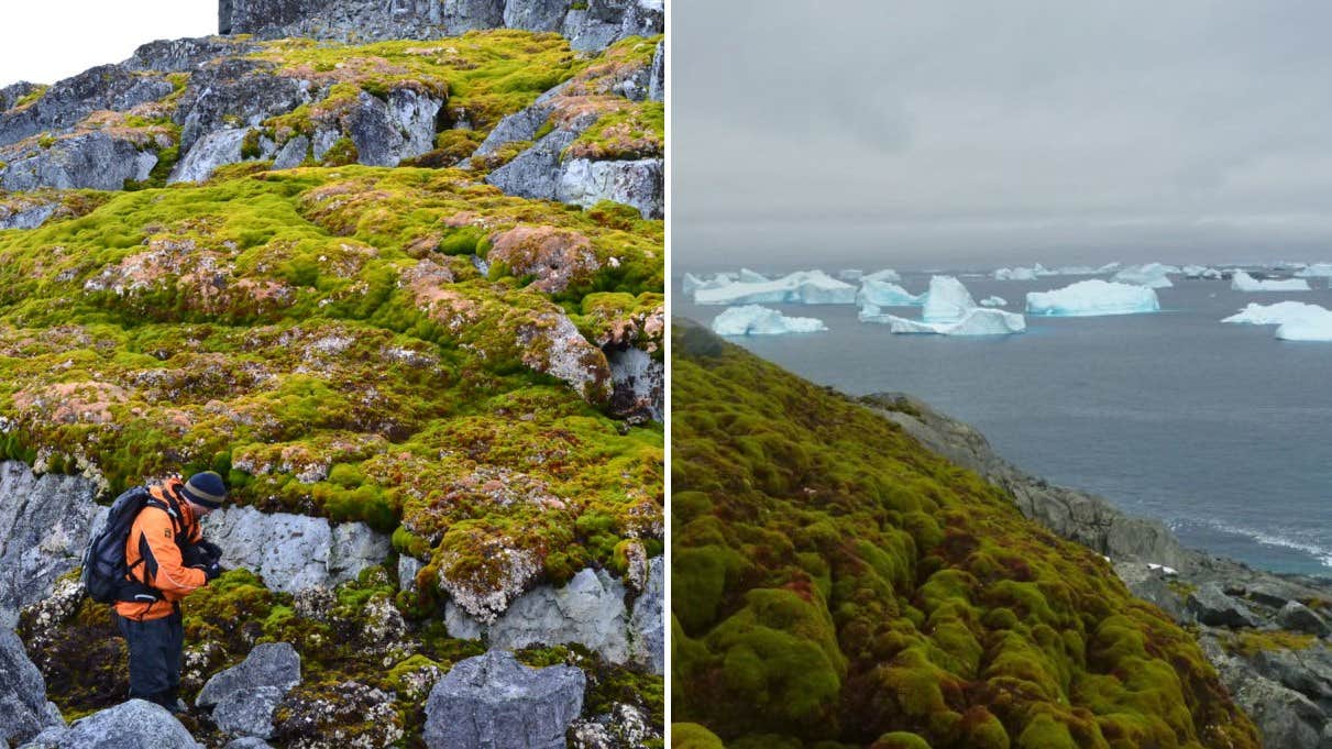 Scientists were shocked by the greenness of Antarctica the world