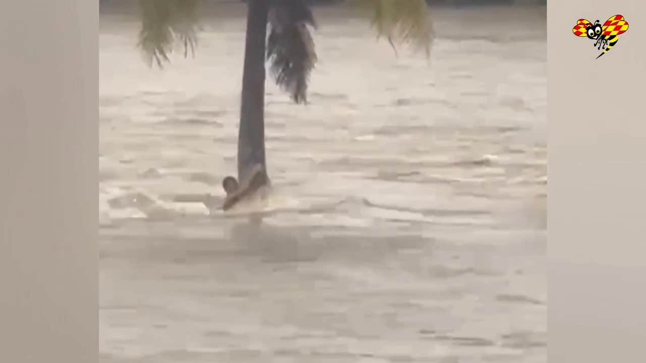 Räddad efter 12 timmar  fastklängd vid en palm