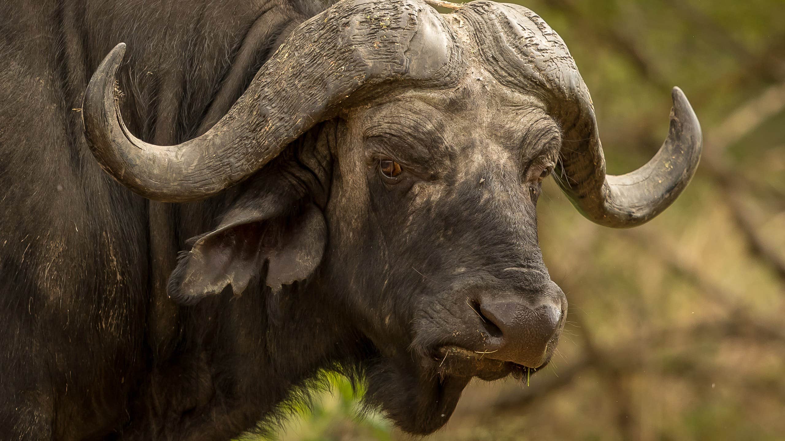 Bil krockade med vattenbuffel