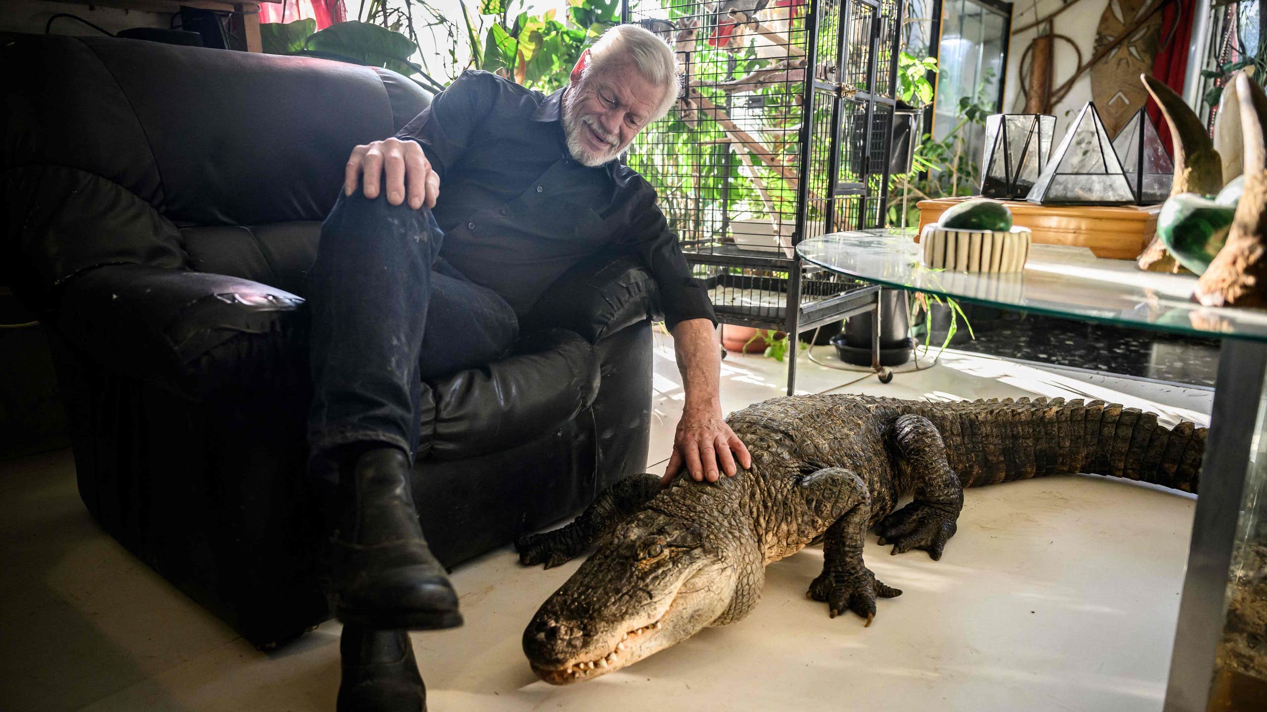 Philippe, 72, sover med en  alligator: ”Folk tycker jag är galen”