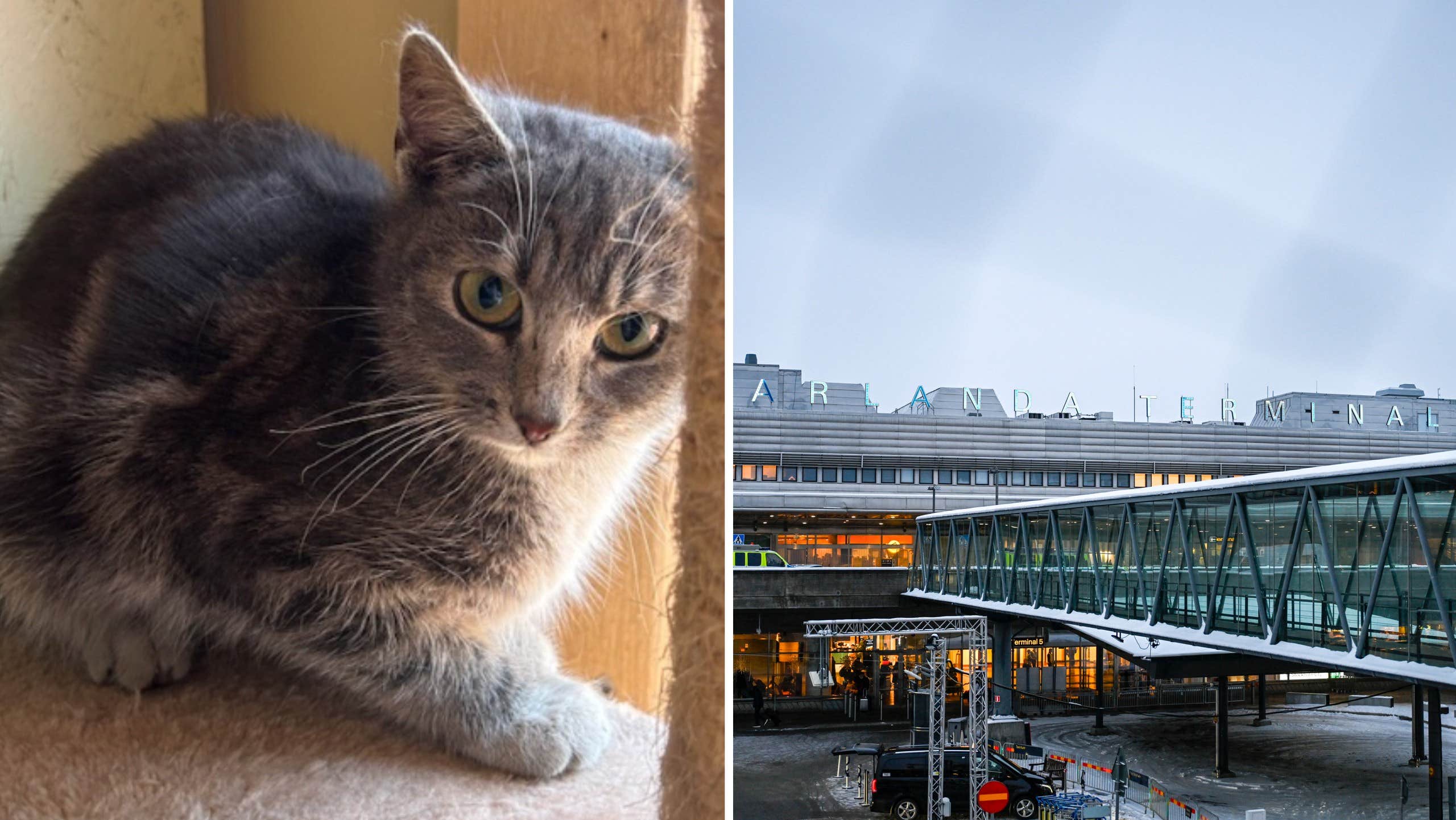 Ensam katt tog bussen till Karlstad – från Arlanda