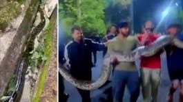 100-Pound Monster Snake at the University